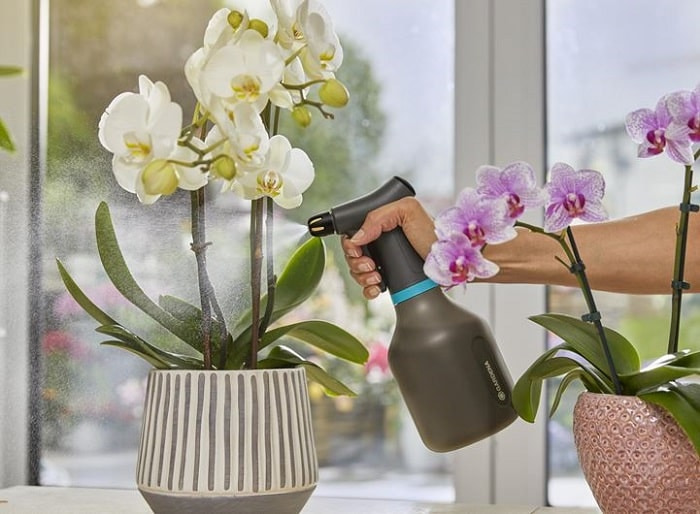 Rayon pulvérisateurs orchidées Rayon pulvérisateurs orchidées
